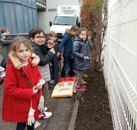 Les CE1 Pompon plantent des bulbes