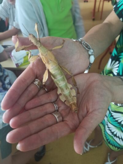 Atelier découverte phasme scorpion Seconde Primaire Sainte-Thècle