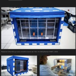 Projet ChlorISS&nbsp;: Prends-en de la graine&nbsp;!